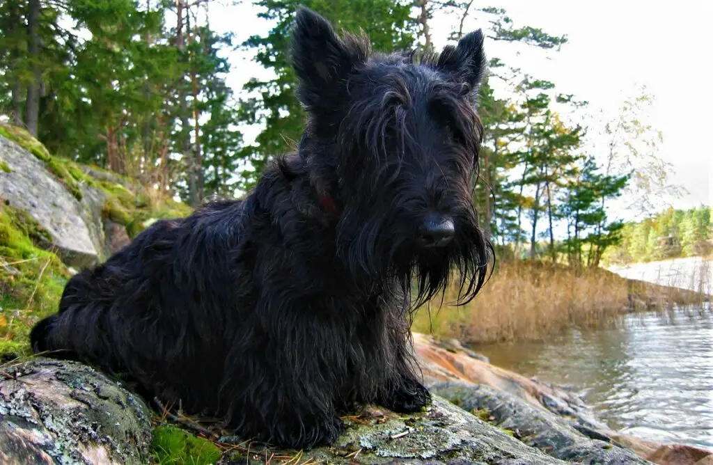 chiens à fourrure noire
