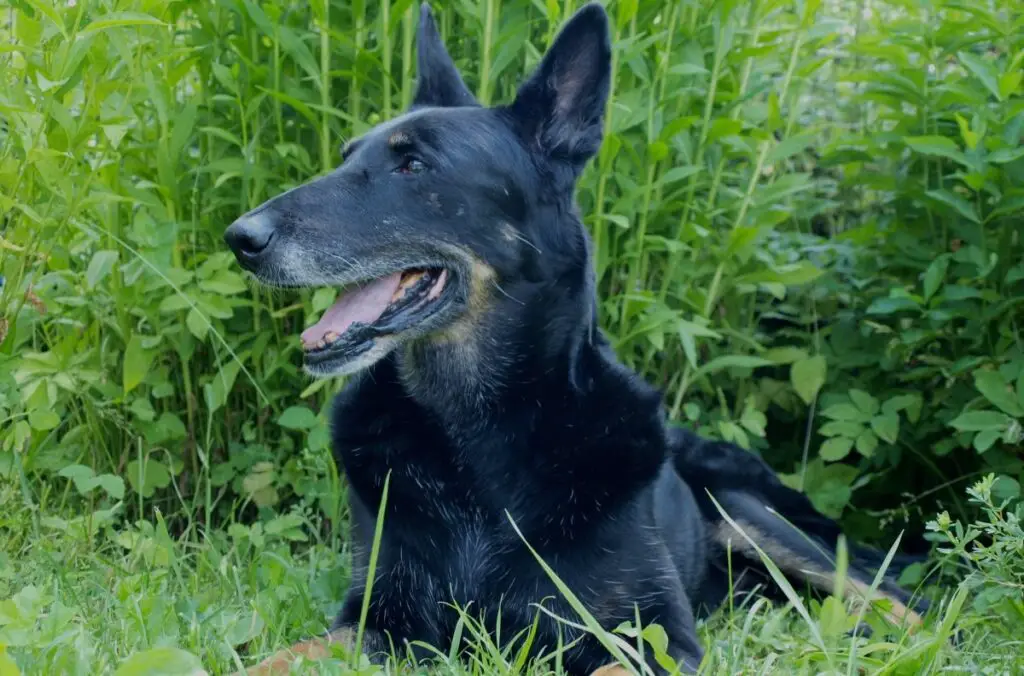 chien de chasse noir
