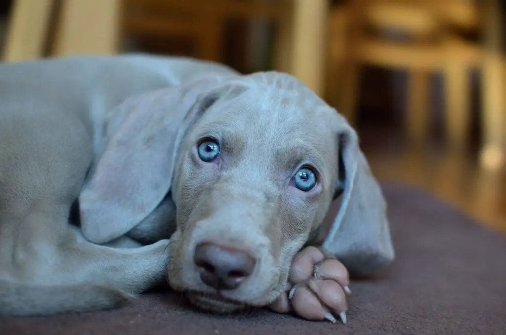 chien aux yeux bleus
