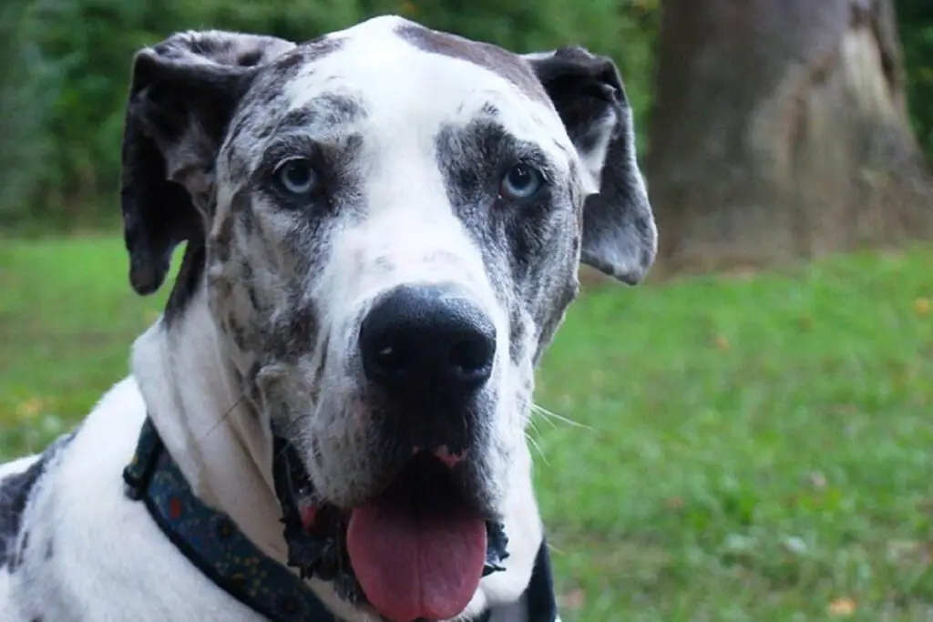 races de chiens aux yeux bleus
