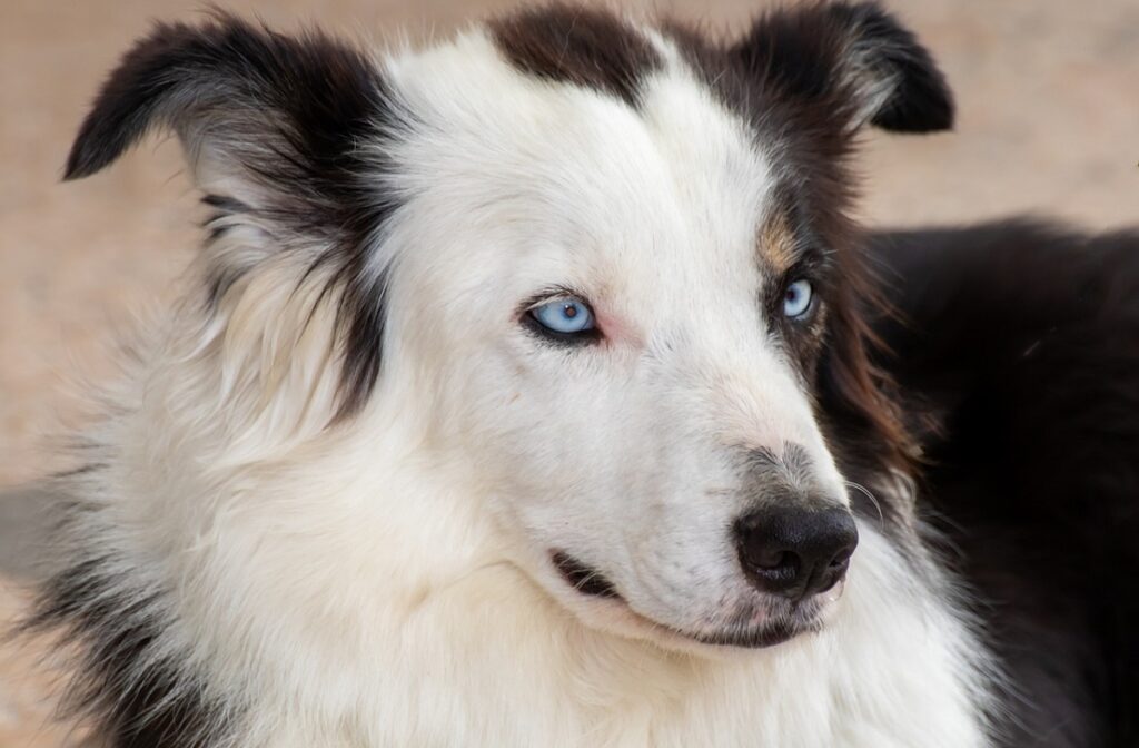 chiens aux yeux bleus
