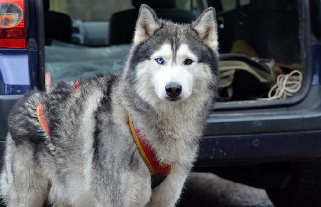 chiens aux yeux bleus
