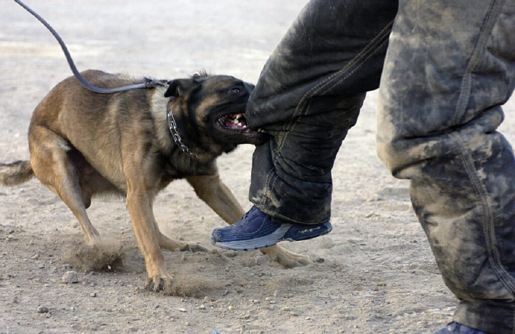 peut-on dresser un chien agressif
