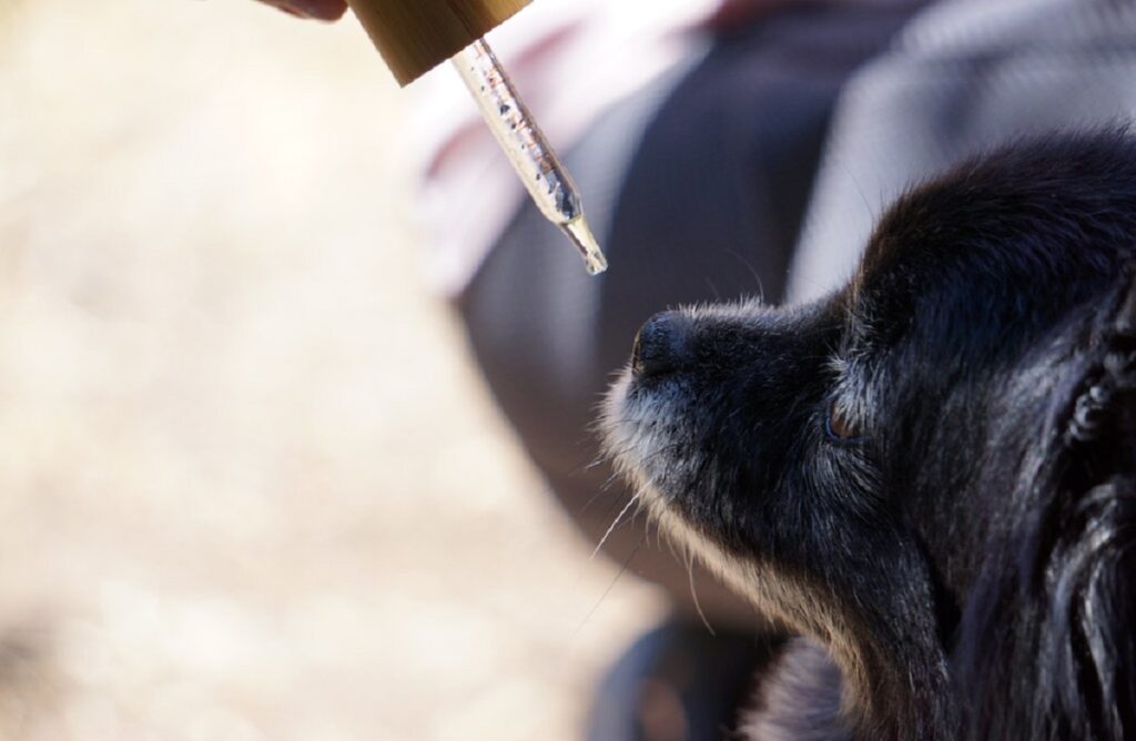 dose de CBD pour chiens