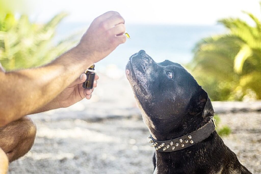 doses d'huile de CBD pour chiens
