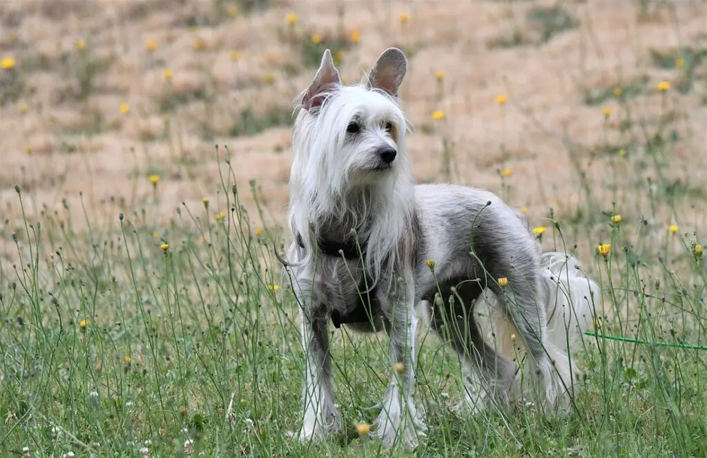 chien de Chine
