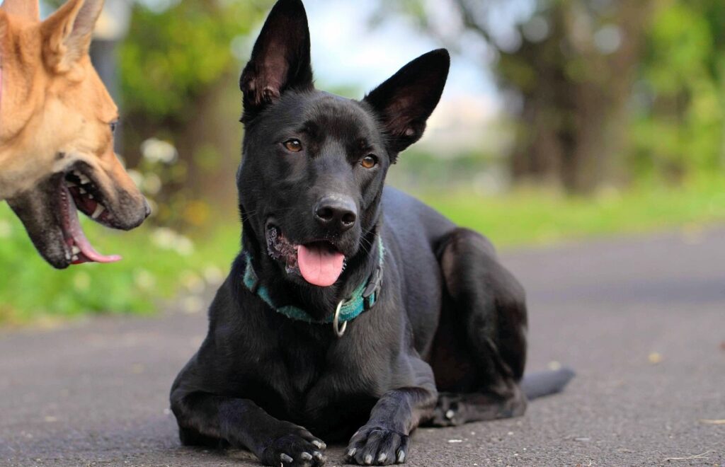 chien loup noir chinois
