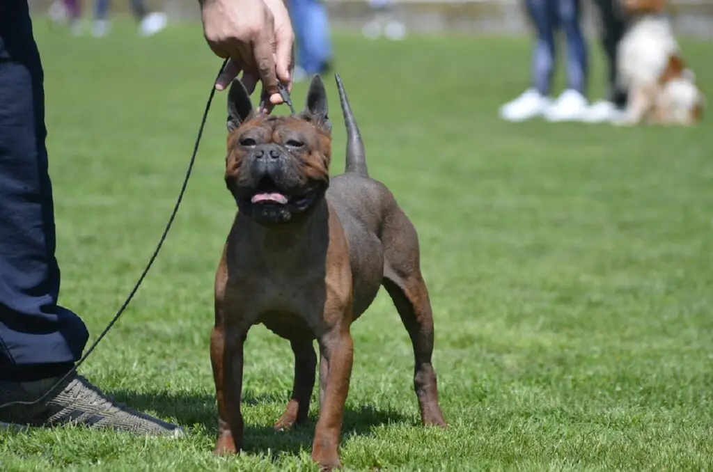 chien de race chinoise
