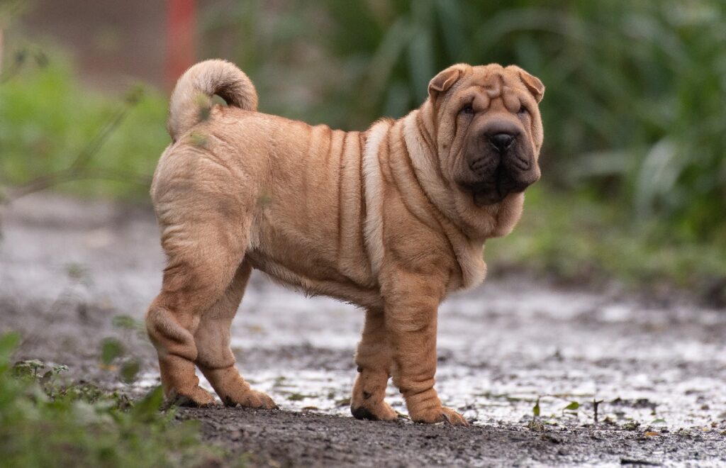 chiens de compagnie chinois
