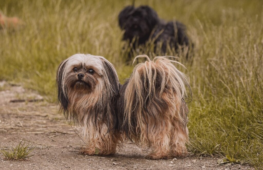 chiots chinois
