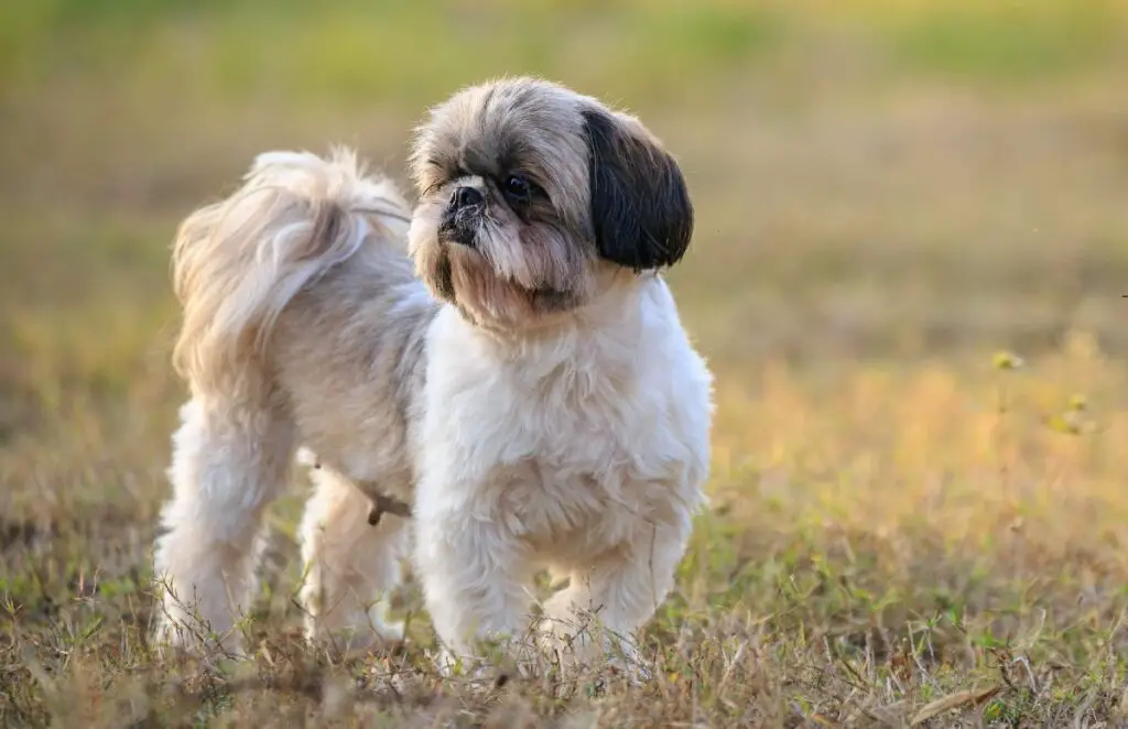 races de petits chiens chinois
