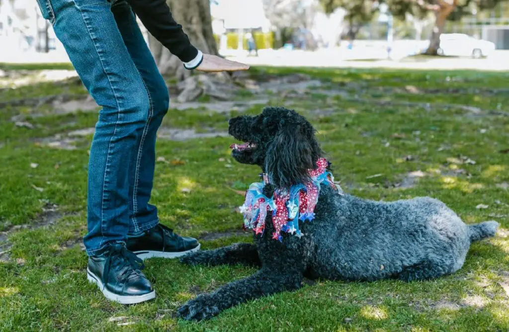 dressage de chien