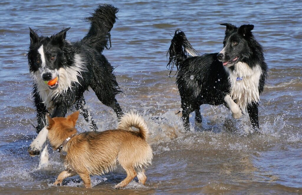 faits intéressants sur le chien
