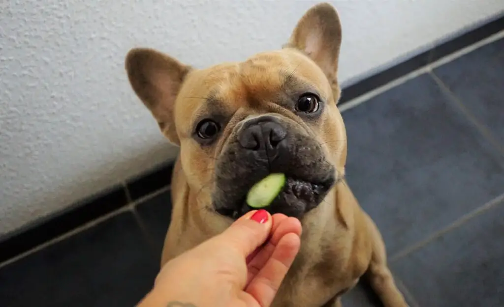 prix du bouledogue français
