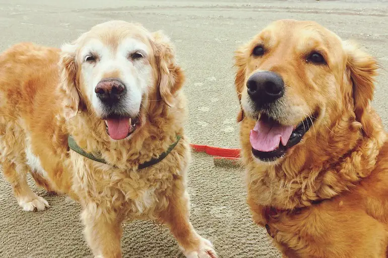 coût de possession d'un chien
