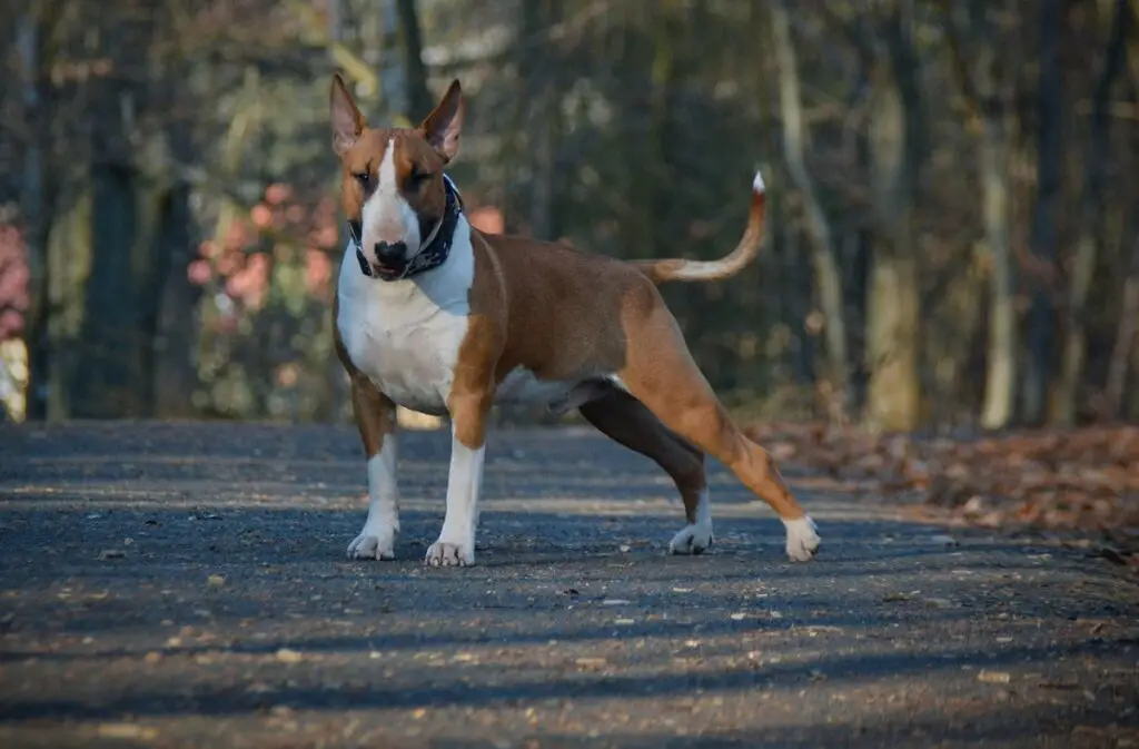 races de chiens folles
