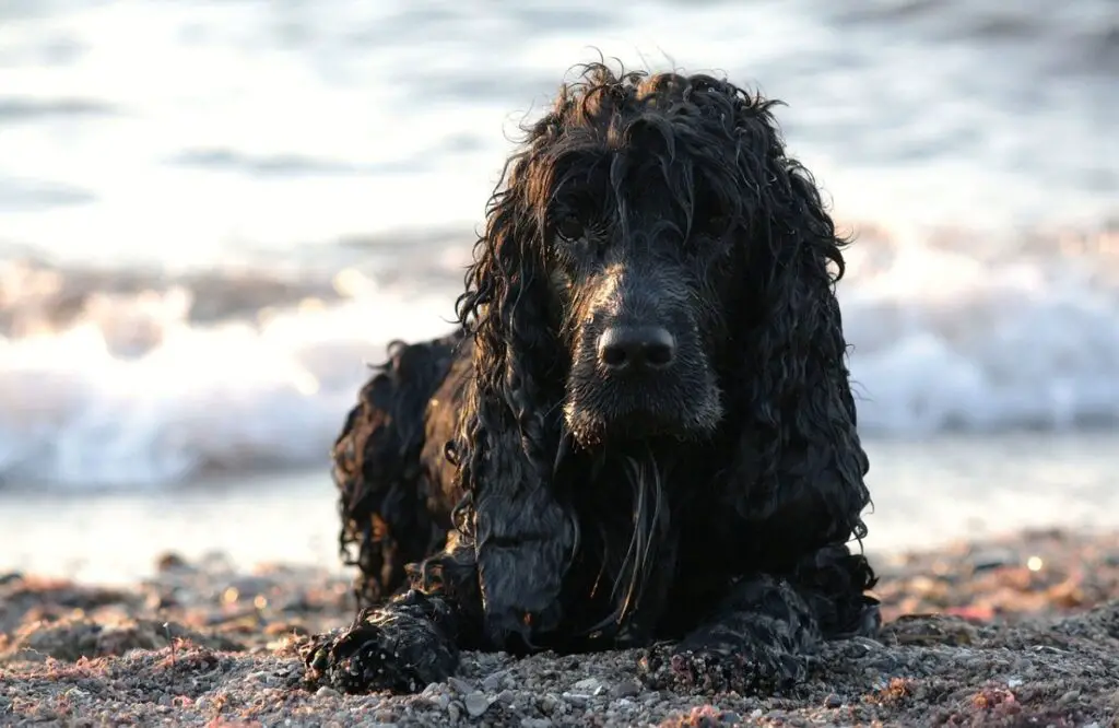 joli chien noir
