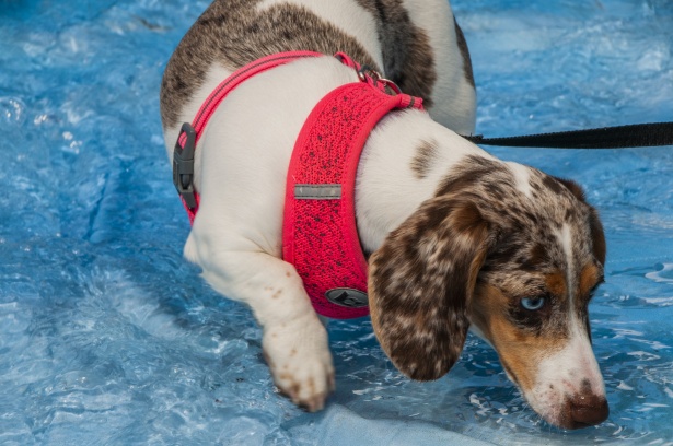 adorables chiens aux yeux bleus
