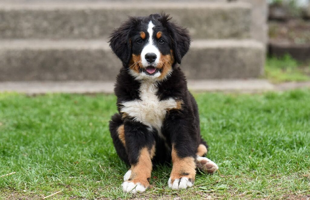 race de chien la plus mignonne
