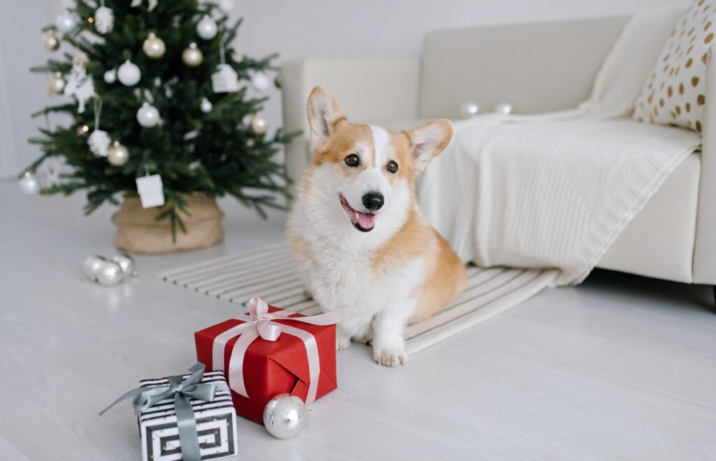 le chien le plus mignon du monde
