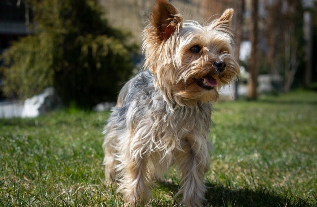 le chiot le plus mignon du monde
