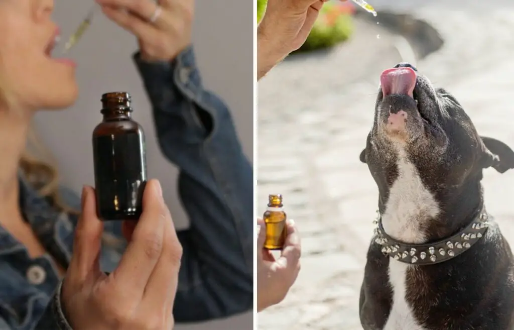 différence entre le CBD animal et le CBD humain