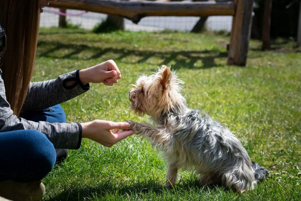 meilleure façon de garder les chiens dans la cour