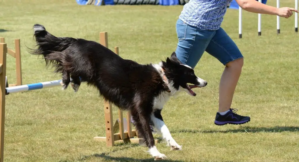 niveaux d'activité et mode de vie du chien