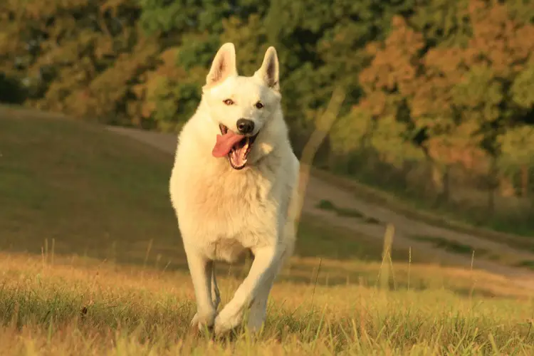 combien de chiens aux États-Unis