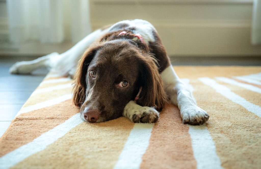 le chien a mangé des bonbons au CBD
