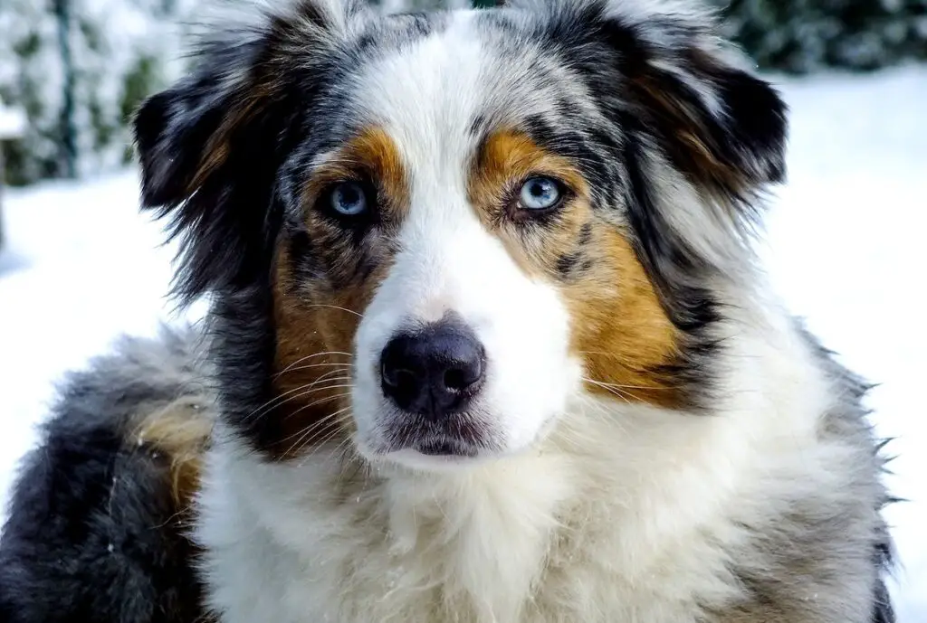 races de chiens aux yeux bleus
