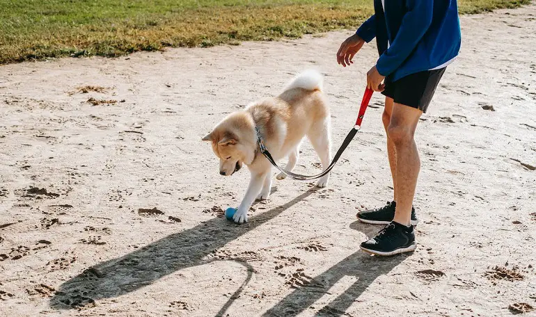 socialiser un chien plus âgé