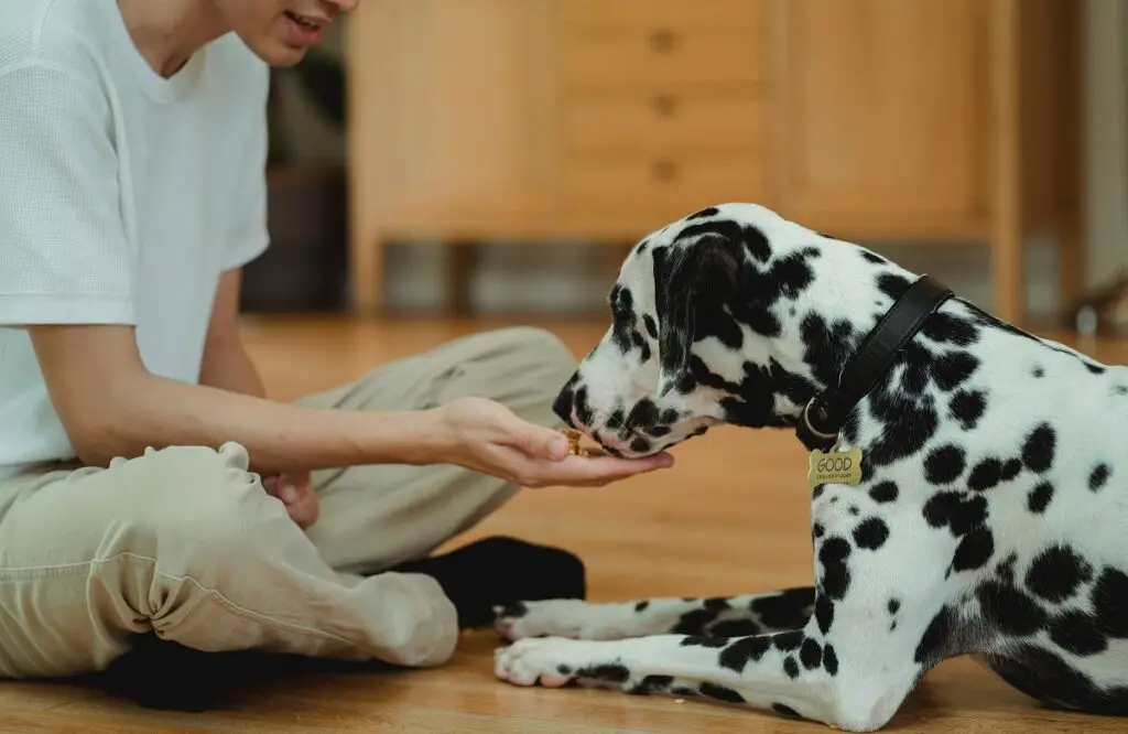 combien nourrir un chien par jour 