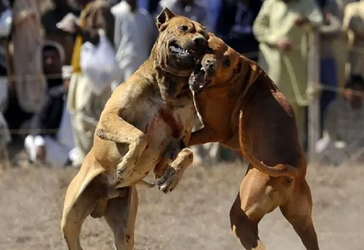 combat de chiens