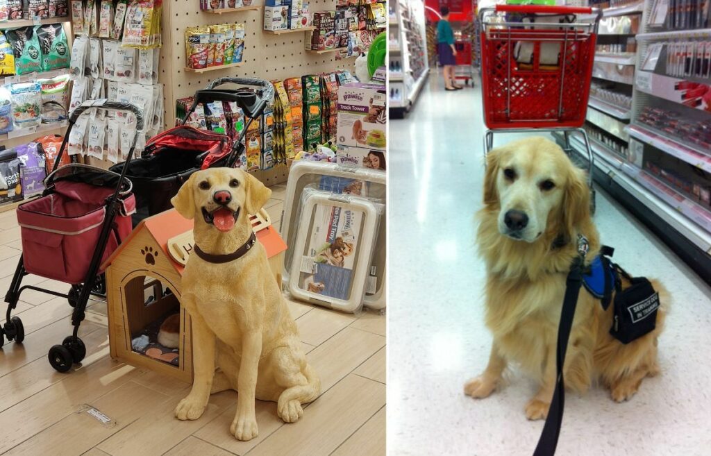 magasins acceptant les chiens à proximité