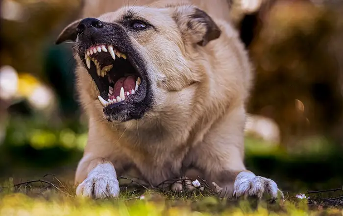 agressivité du chien après stérilisation