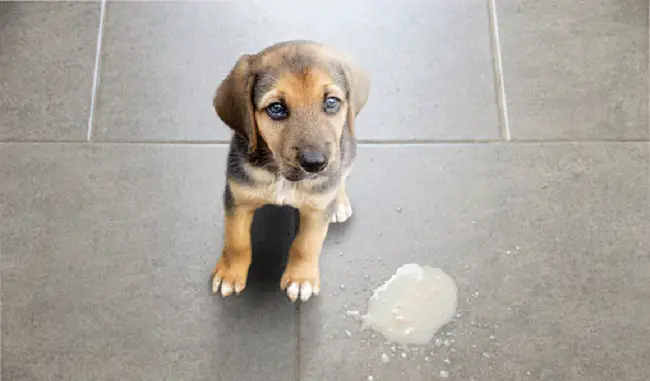 le comportement du chien change après la castration