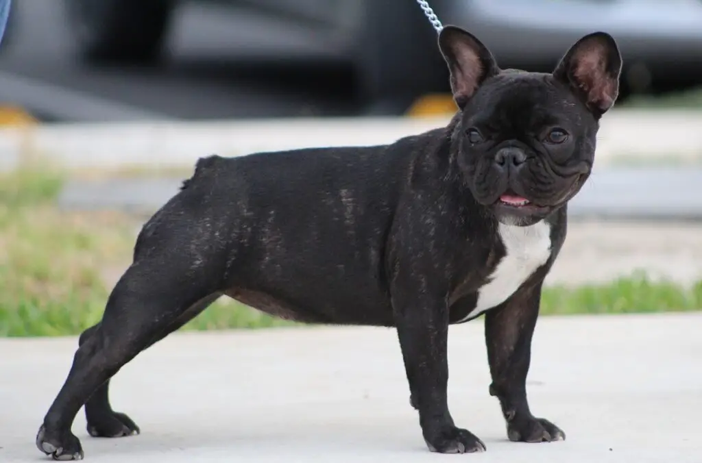 chien au visage noir
