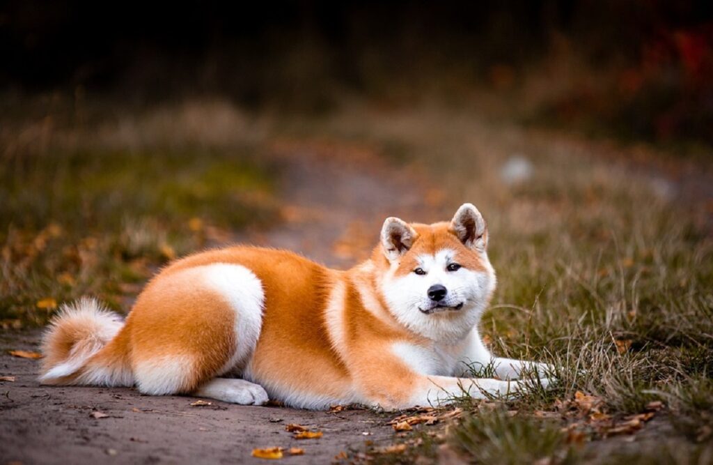 chien aux poils duveteux
