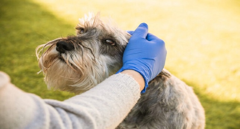 population mondiale de chiens
