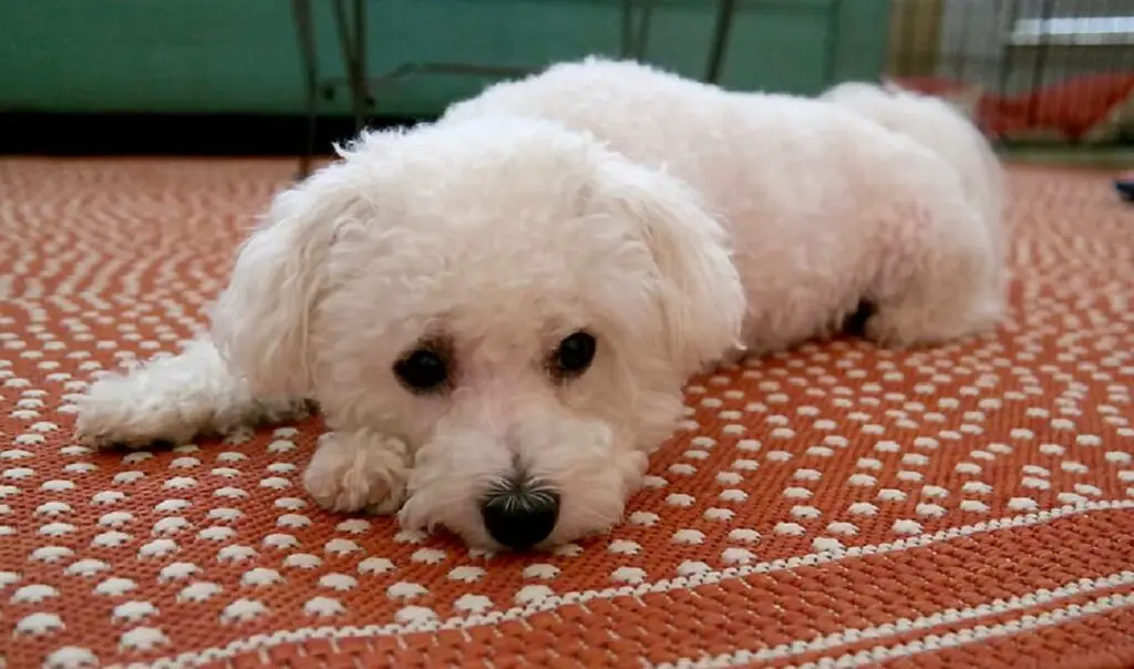 calmer le chien
