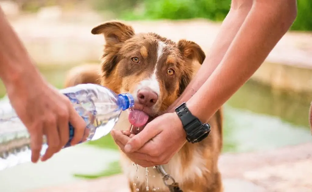 chiens par temps chaud