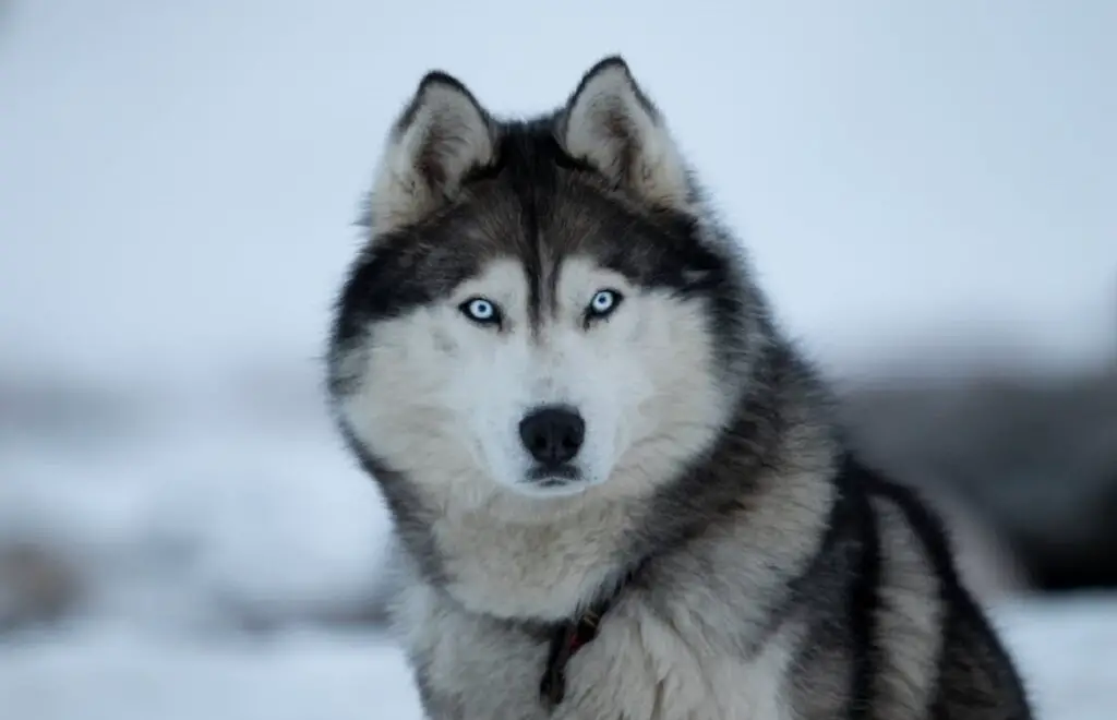 chiens qui ont les yeux bleus
