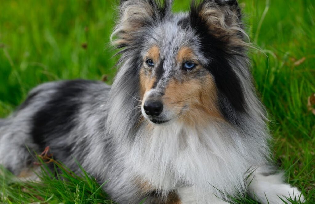 chiens aux yeux colorés
