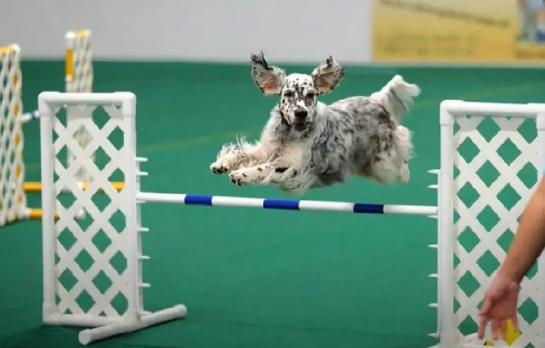 races de chiens setters
