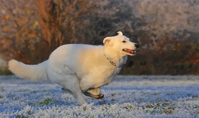 berger allemand tout blanc