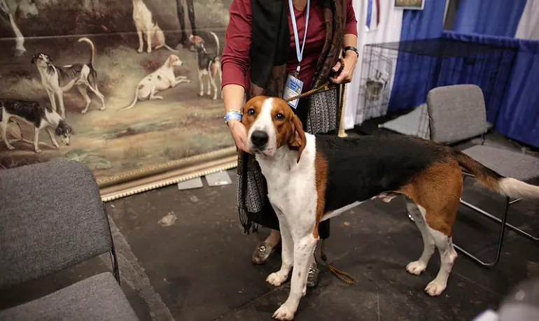 chien de renard américain