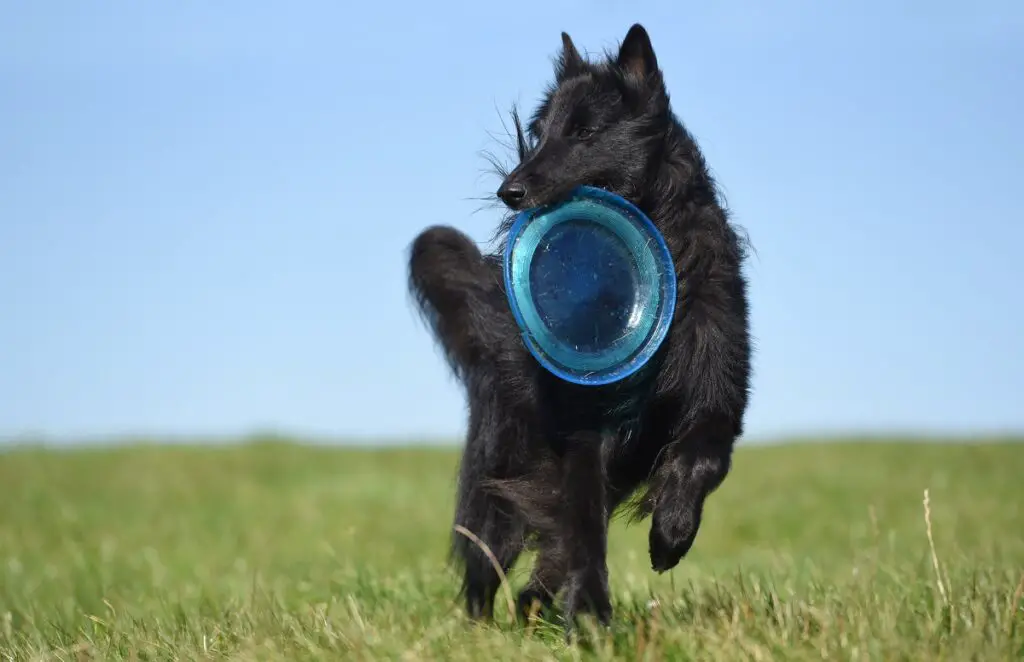 races de chiens noirs moelleux
