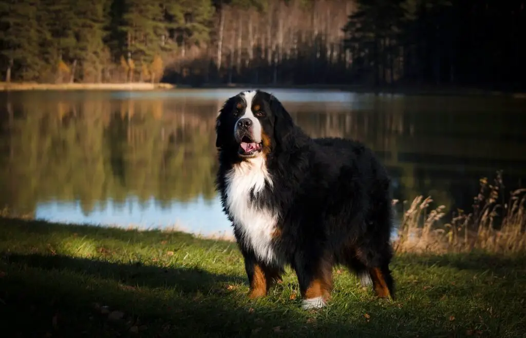 chiens noirs moelleux
