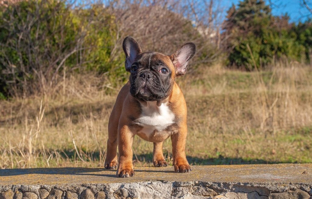 combien coûte un chien frenchie
